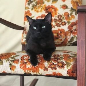 Meet your Posher, Crickette